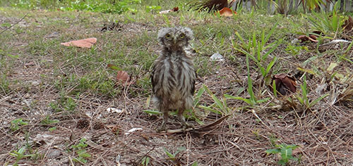 Baby Ferruginous Pygmy Owl