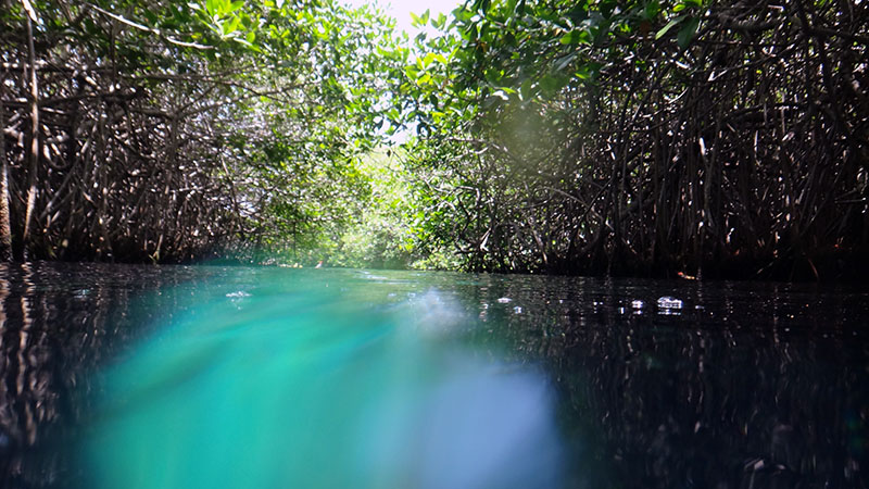 Cenotes – Casa Cenote