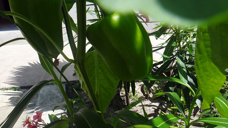 Accidental Garden