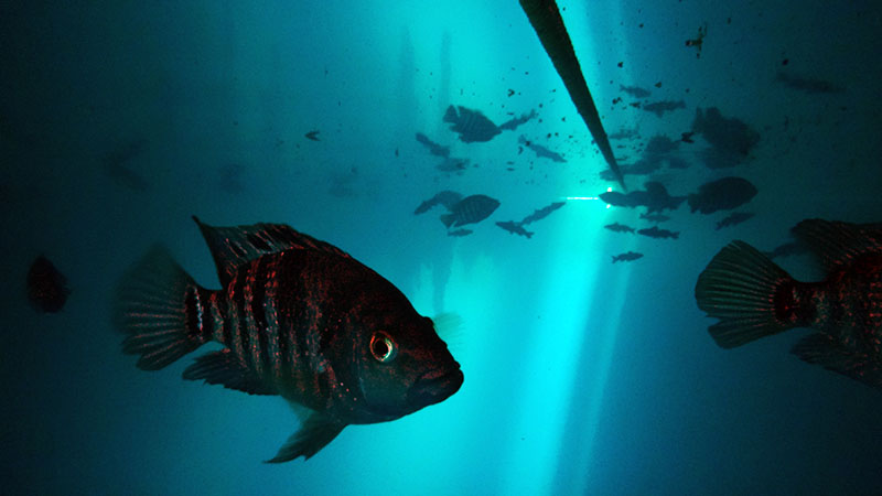 Cenotes – 7 Bocas